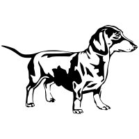 Tacskó autó matrica