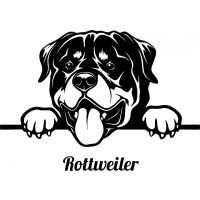 Rottweiler autó matrica