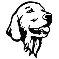 Golden retriever autó matrica