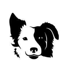 Border collie matrica 1