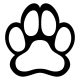 Border collie matrica 4
