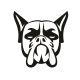 Boxer matrica 10