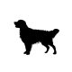 Golden retriever matrica 3