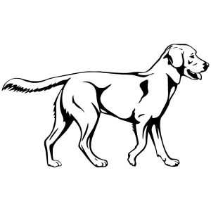 Labrador matrica 3