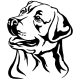 Labrador matrica 5