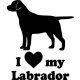 Labrador matrica 11