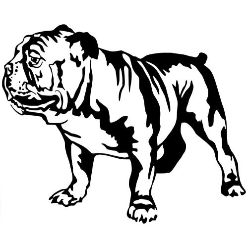 Angol bulldog matrica 8
