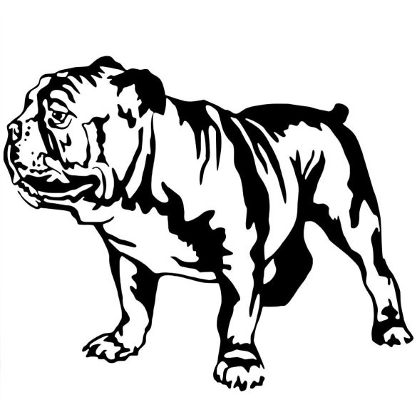 Angol bulldog matrica 8