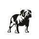 Angol bulldog matrica 11