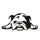 Angol bulldog matrica 12