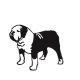 Angol bulldog matrica 14