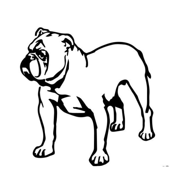 Angol bulldog matrica 15