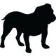 Angol bulldog matrica 22