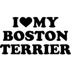Boston terrier matrica 15