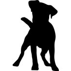 Jack Russel terrier matrica 10