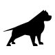Pitbull matrica 12
