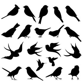 Madár szett matrica