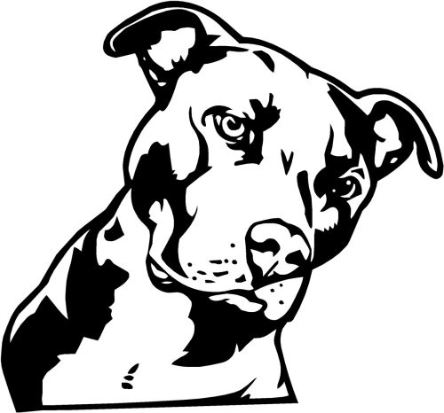 Szép Pitbull matrica